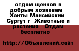 отдам щенков в добрым хозяевам - Ханты-Мансийский, Сургут г. Животные и растения » Отдам бесплатно   